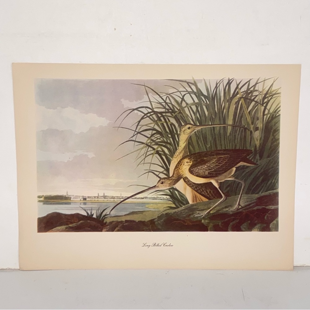 Vintage Audubon John James Birds of America Long Billed Curlew Lithograph Print